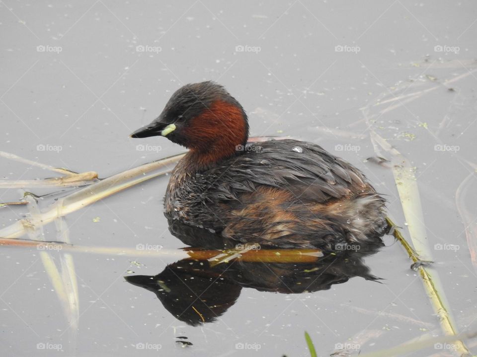 A little grebe in the water 