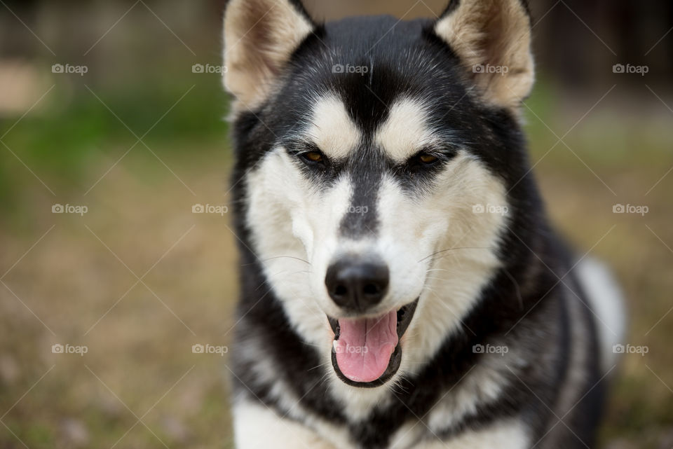 Close-up of Husky dog