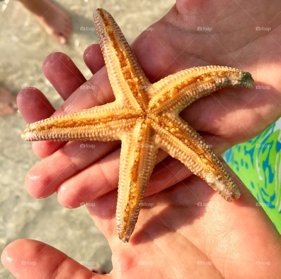 Starfish holding in hand