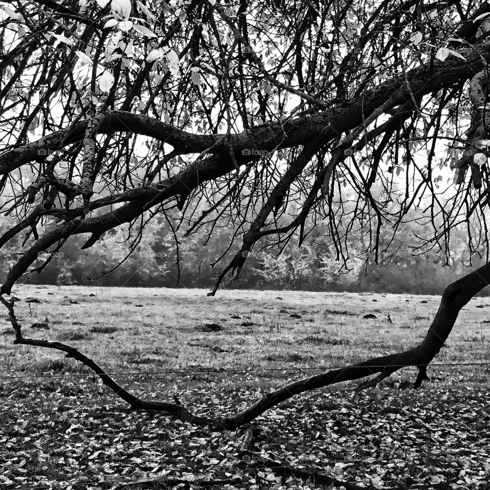 Funny frame work of uncaring flora .