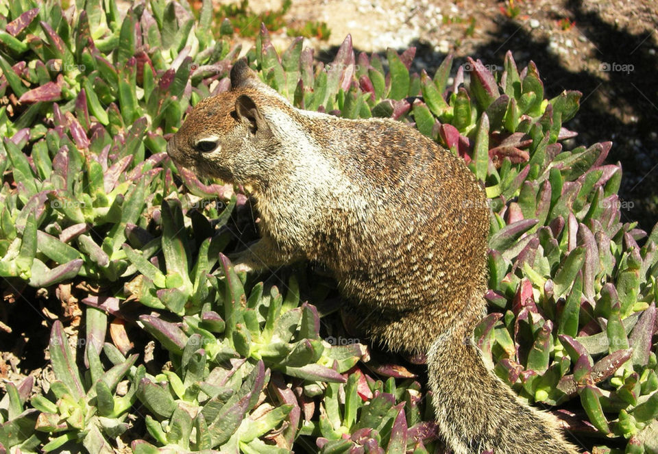 squirrel mammals cute animals by litlit