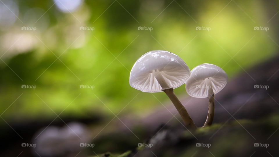 Mushrooms