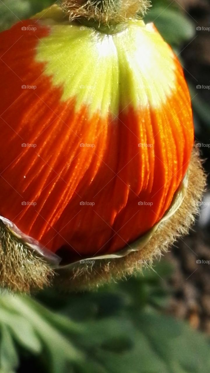 macro shot red nature