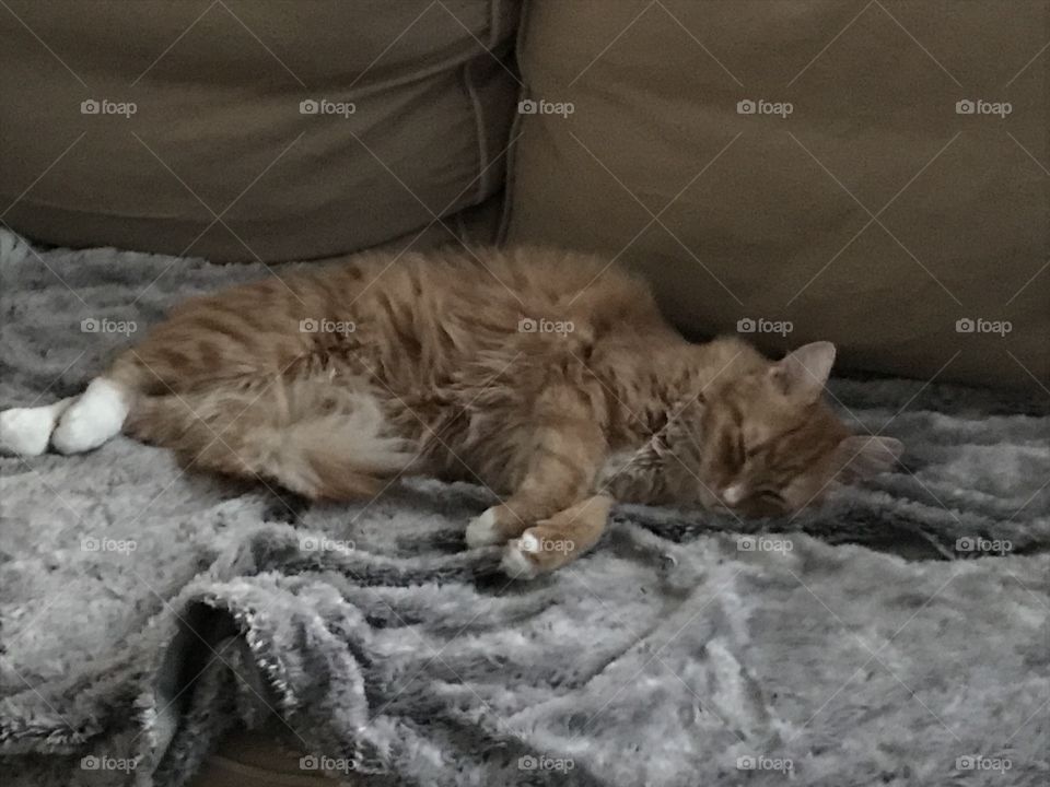 Cat napping on sofa