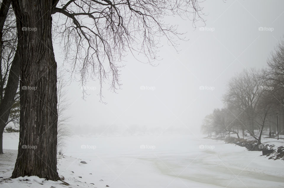 Advection fog over frozen lake  in winter with snowy landscape and trees on winding path along water in the distance 
