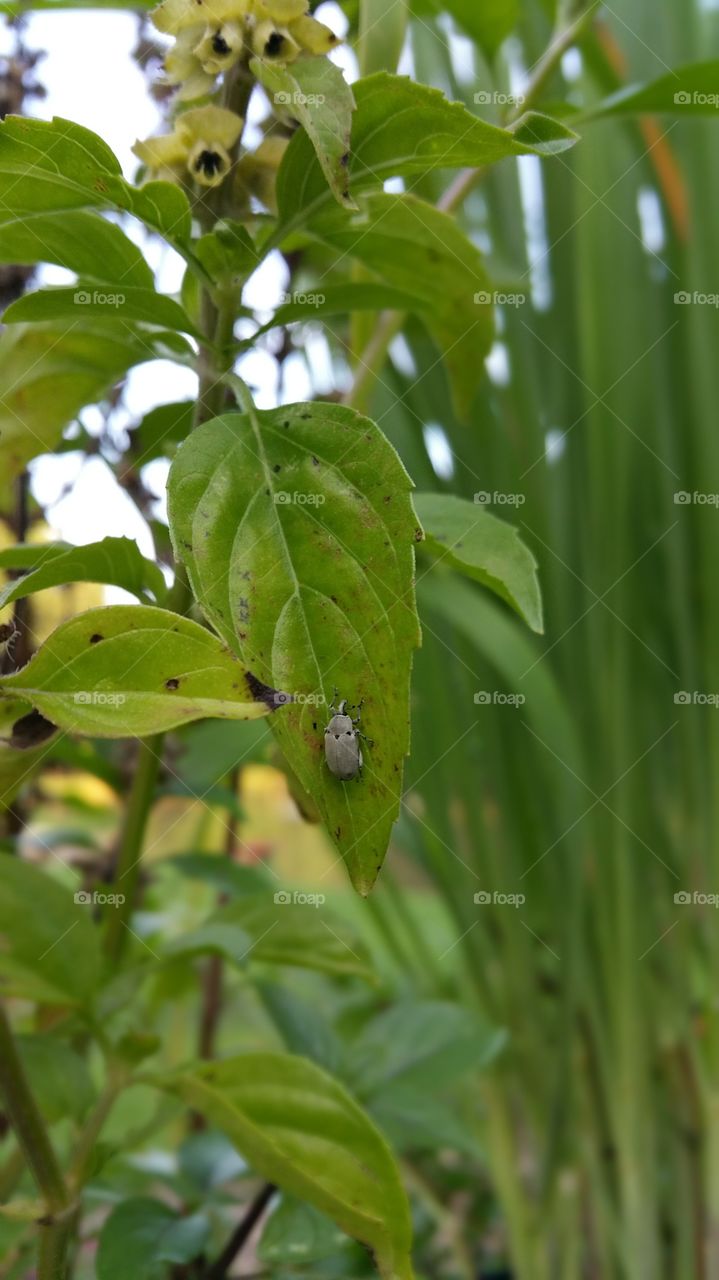 bug. a bug on a leaf