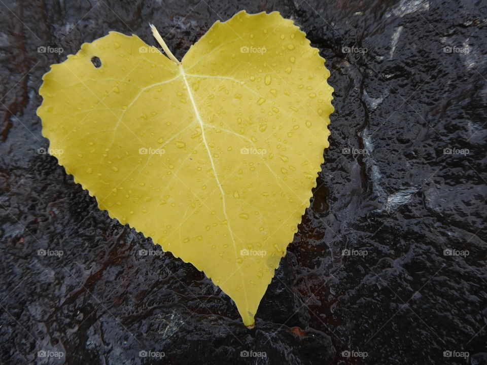 Heart leaf & Black Stone - give love as much as you can ❣️