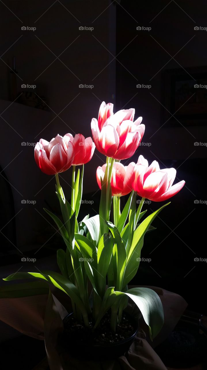tulips