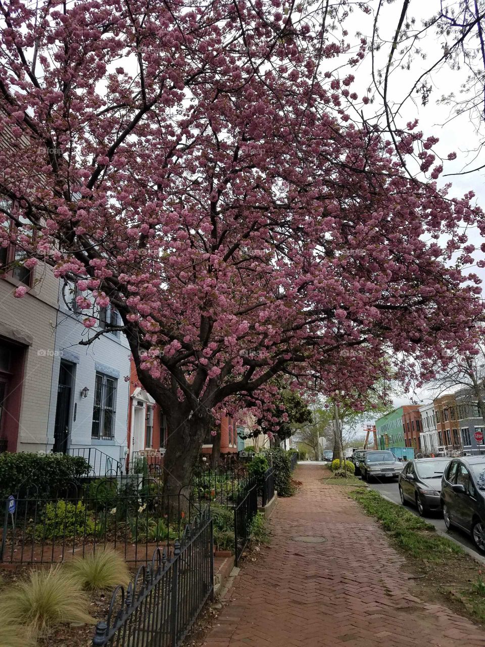 A street with trees in bloom in the historic Capitol Hill neighborhood of Washington, DC. Photo taken April 2018.
