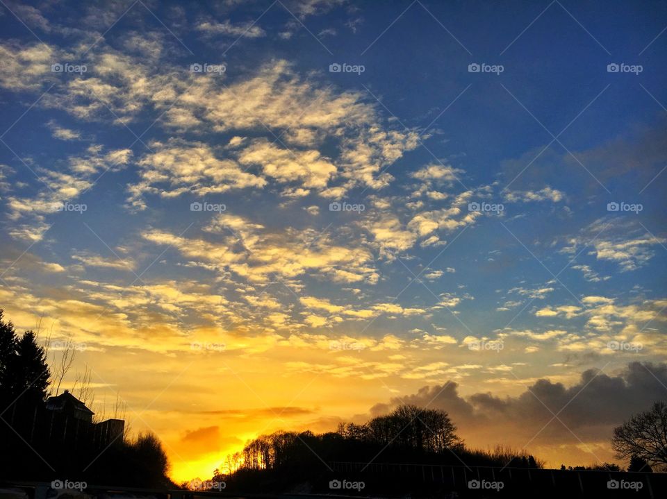 Silhouette of trees during sunset