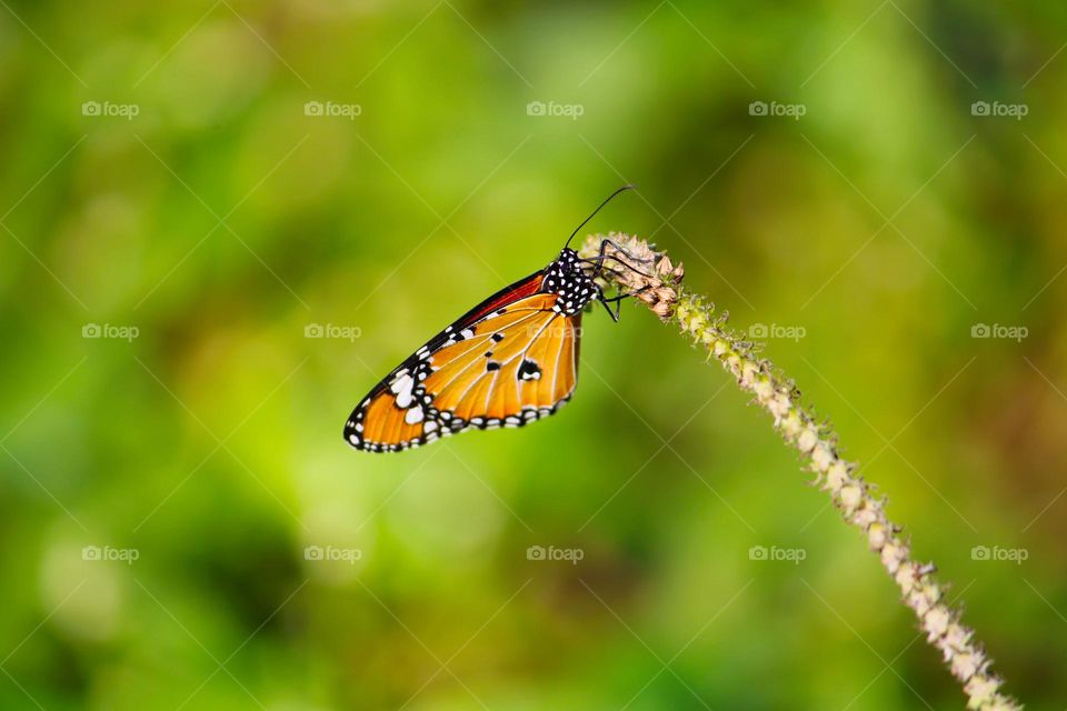 tiger butterfly sitting on Grass branch