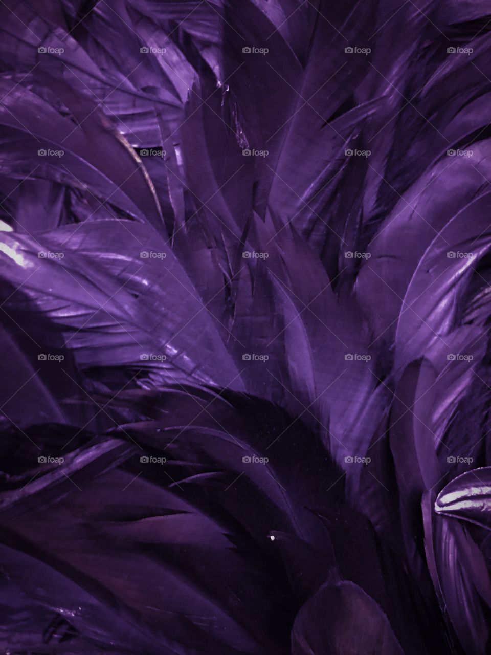 Purple feathers 