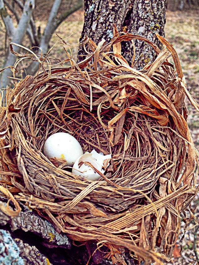 Birds nest