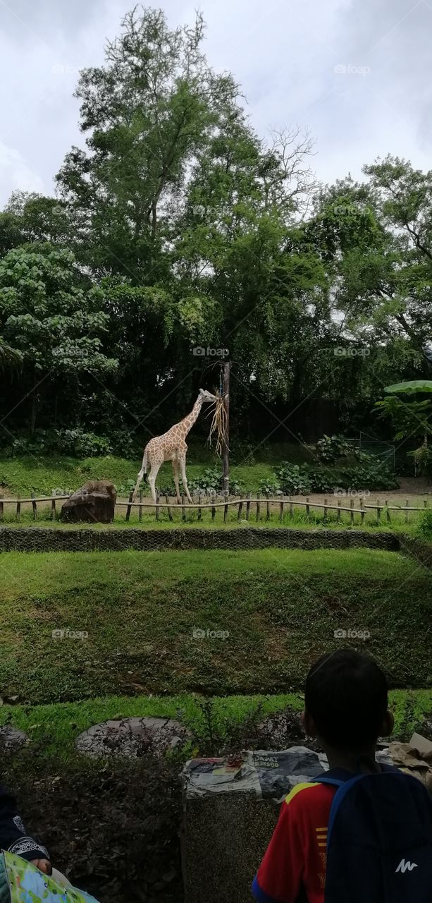 A tall giraffe having the lunch😉