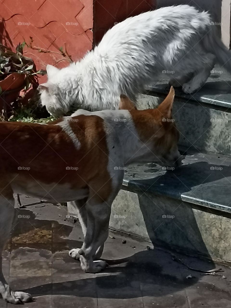 colours of championship