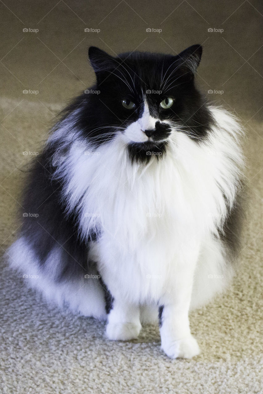 Long hair black & white cat photo