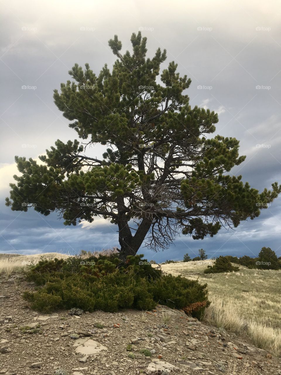 A Tree on The Ranch 