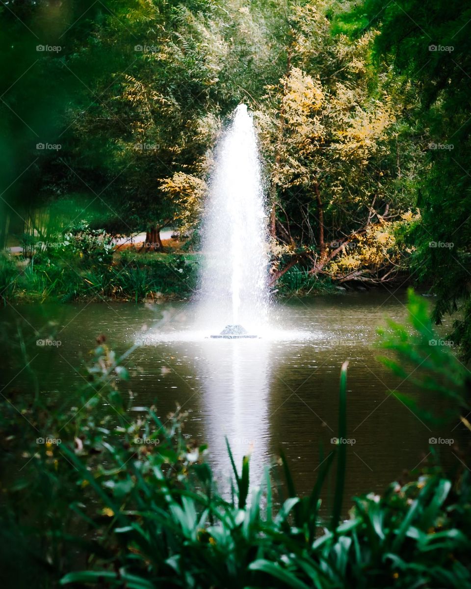 Huge water fountain in a beautiful lake at the Botanical garden 