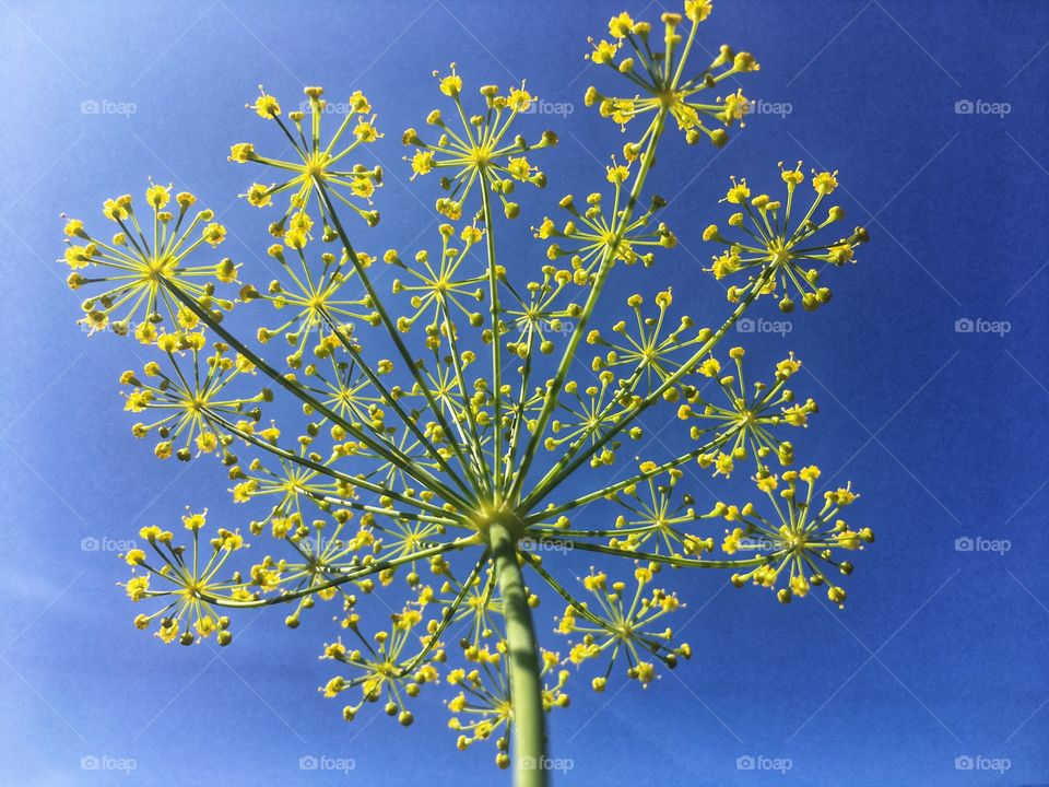 Firework display of dill with a blue background sky 