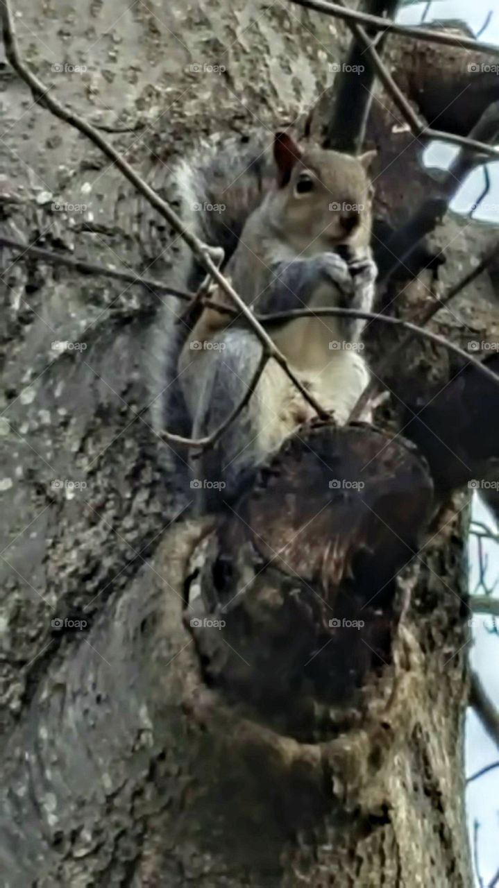 A cute little squirrel perched in a tree eating his lunch.