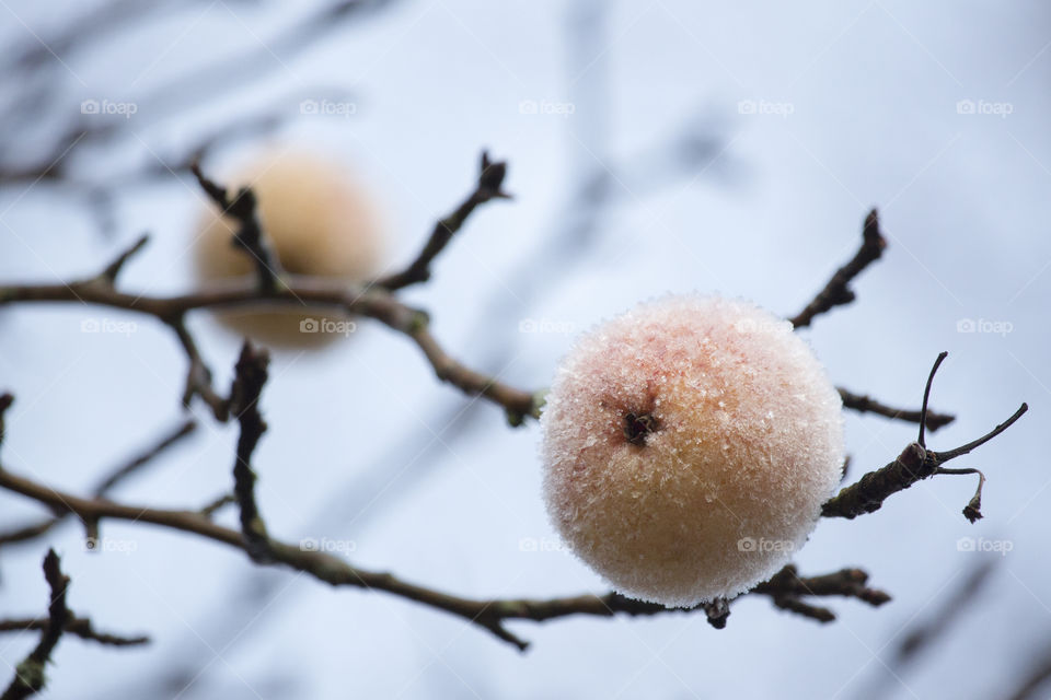 Frost on apples -  frosty fruit.
Äpplen