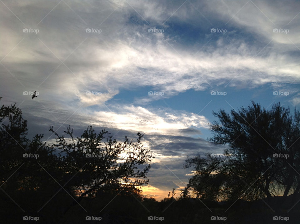 No Person, Tree, Sunset, Landscape, Sky