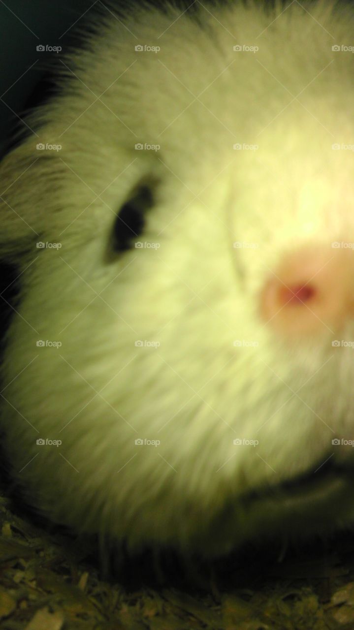 guine pig closeup
