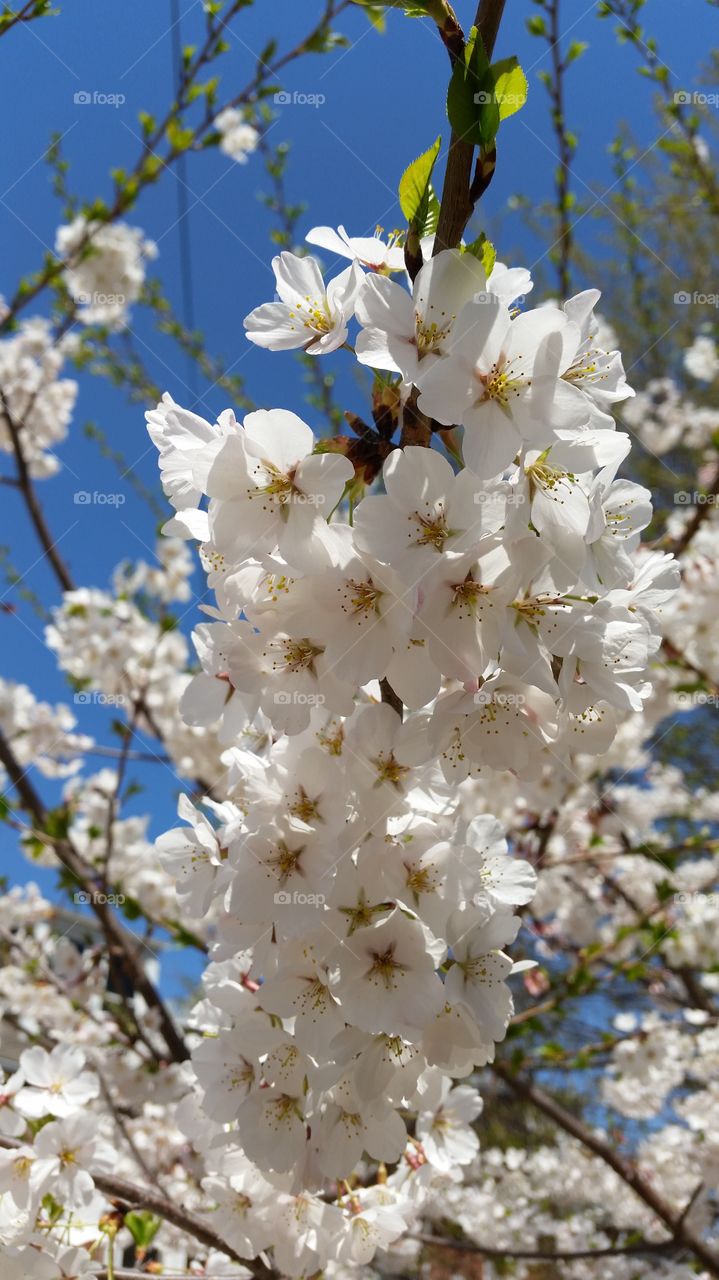 White cherry blossoms. White cherry blossoms in front of a blue sky. Taken in downtown Lancaster, PA. 