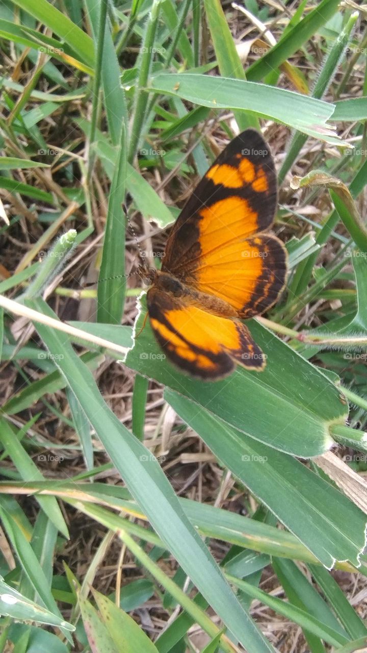 butterfly home
