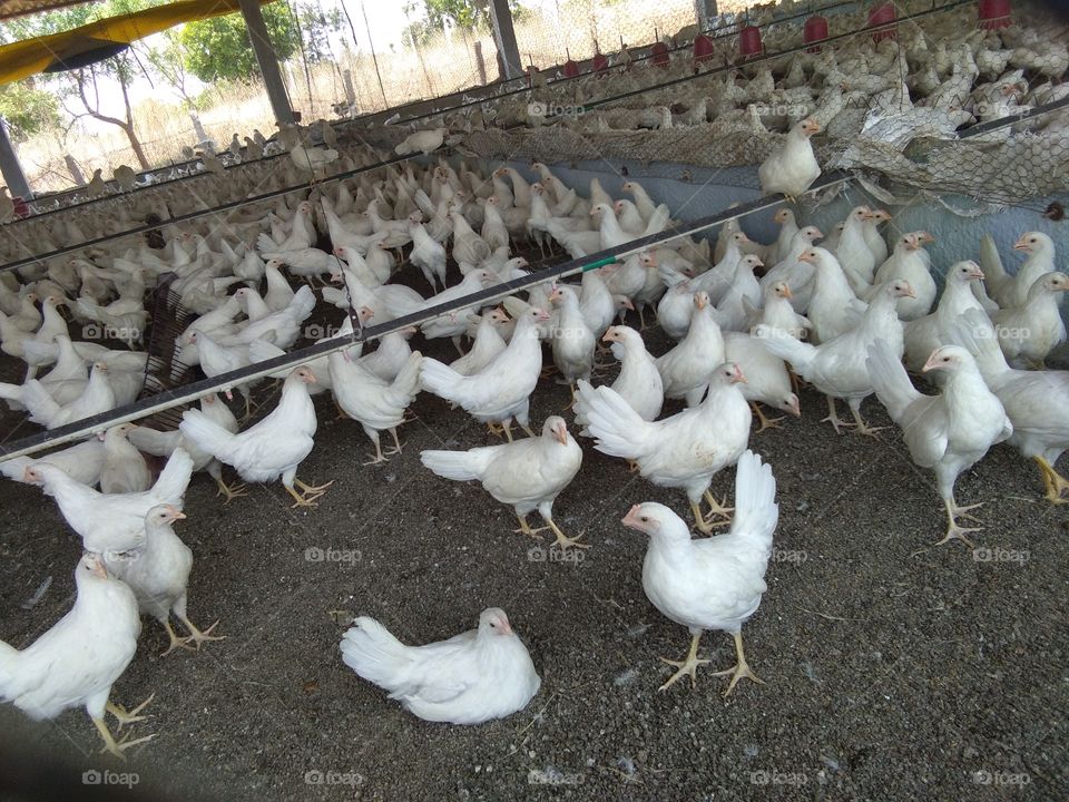 layer poultry birds farming