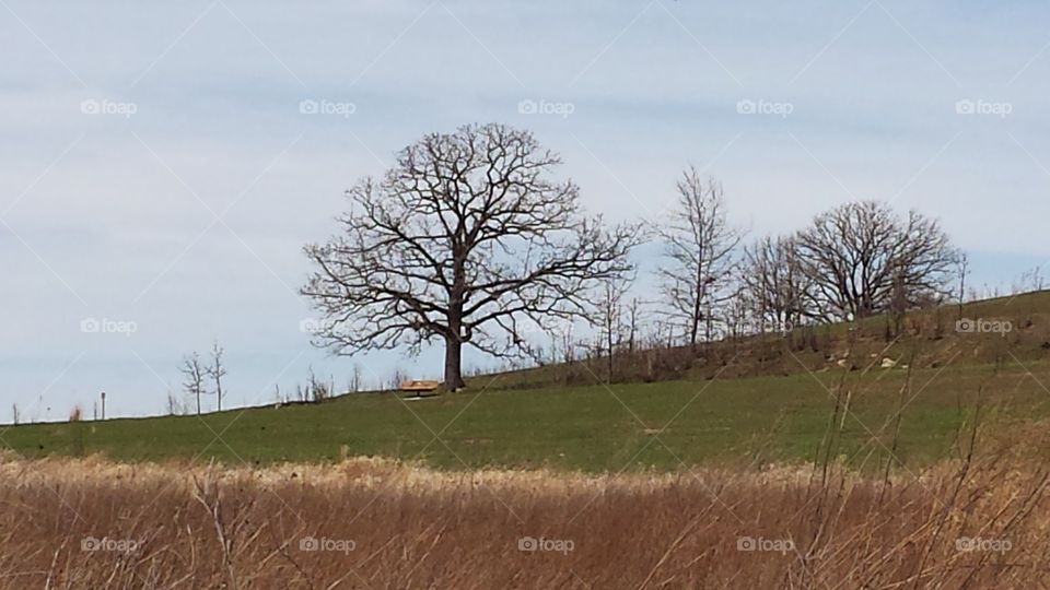 oak. Pheasant Branch, Middleton, Wi