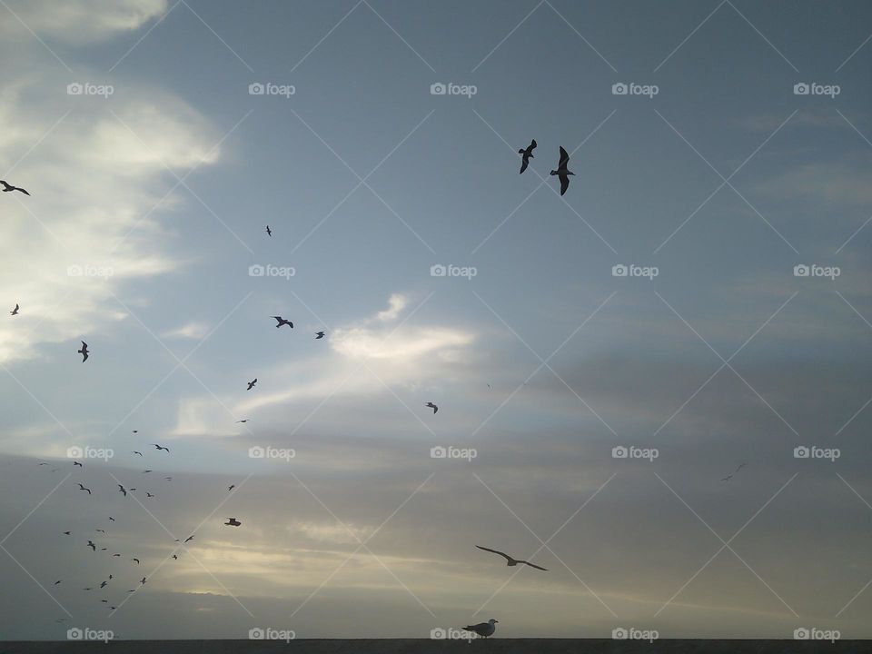 Flock of seagulls flying cross the sky at essaouira city in Morocco.