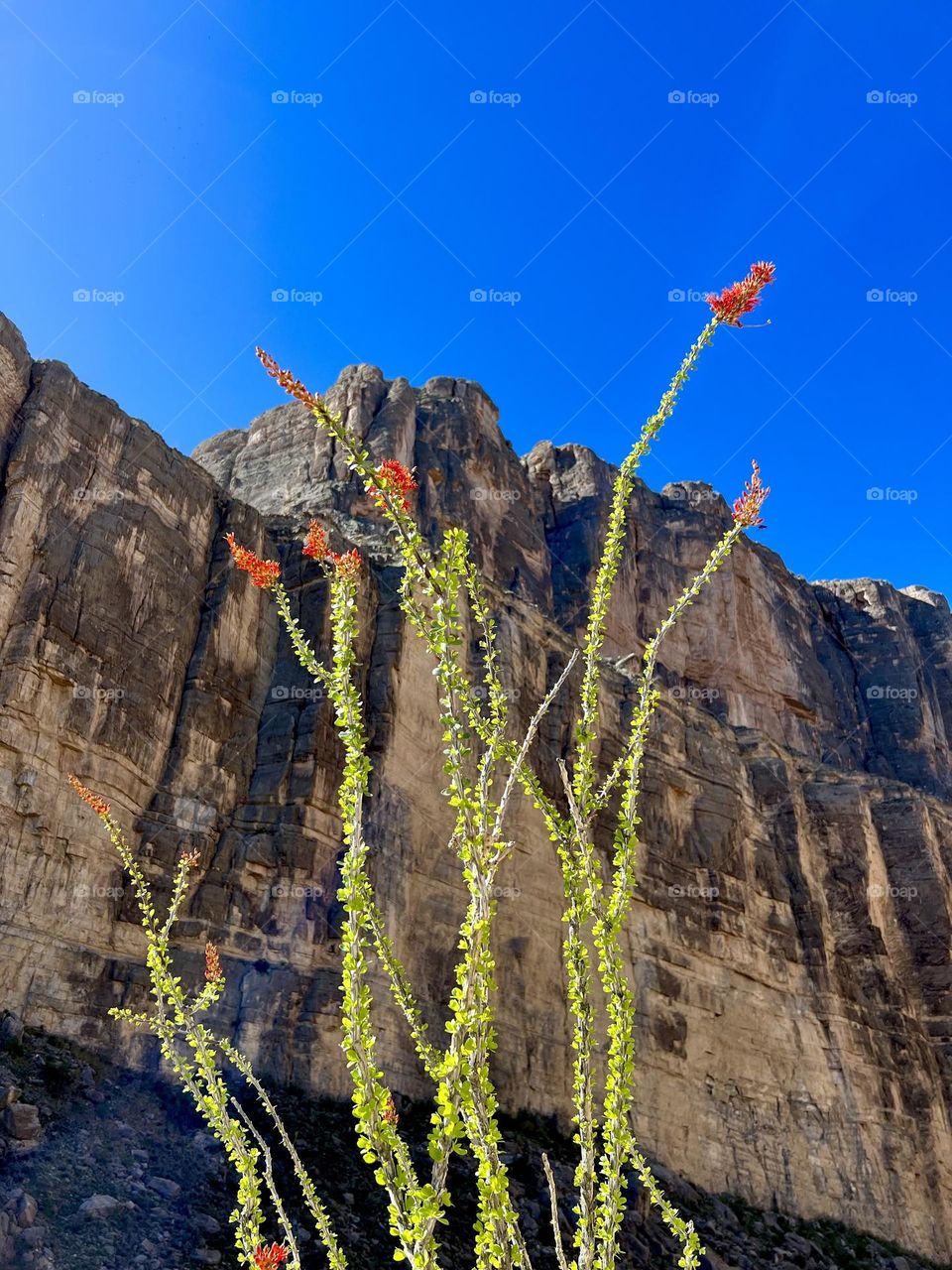 Santa Elena Canyon. Big Bend National Park. Upshot of a beautiful ocotillo standing tall and vibrant. 