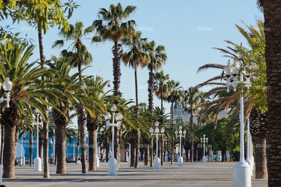 Palm alley on the city embankment