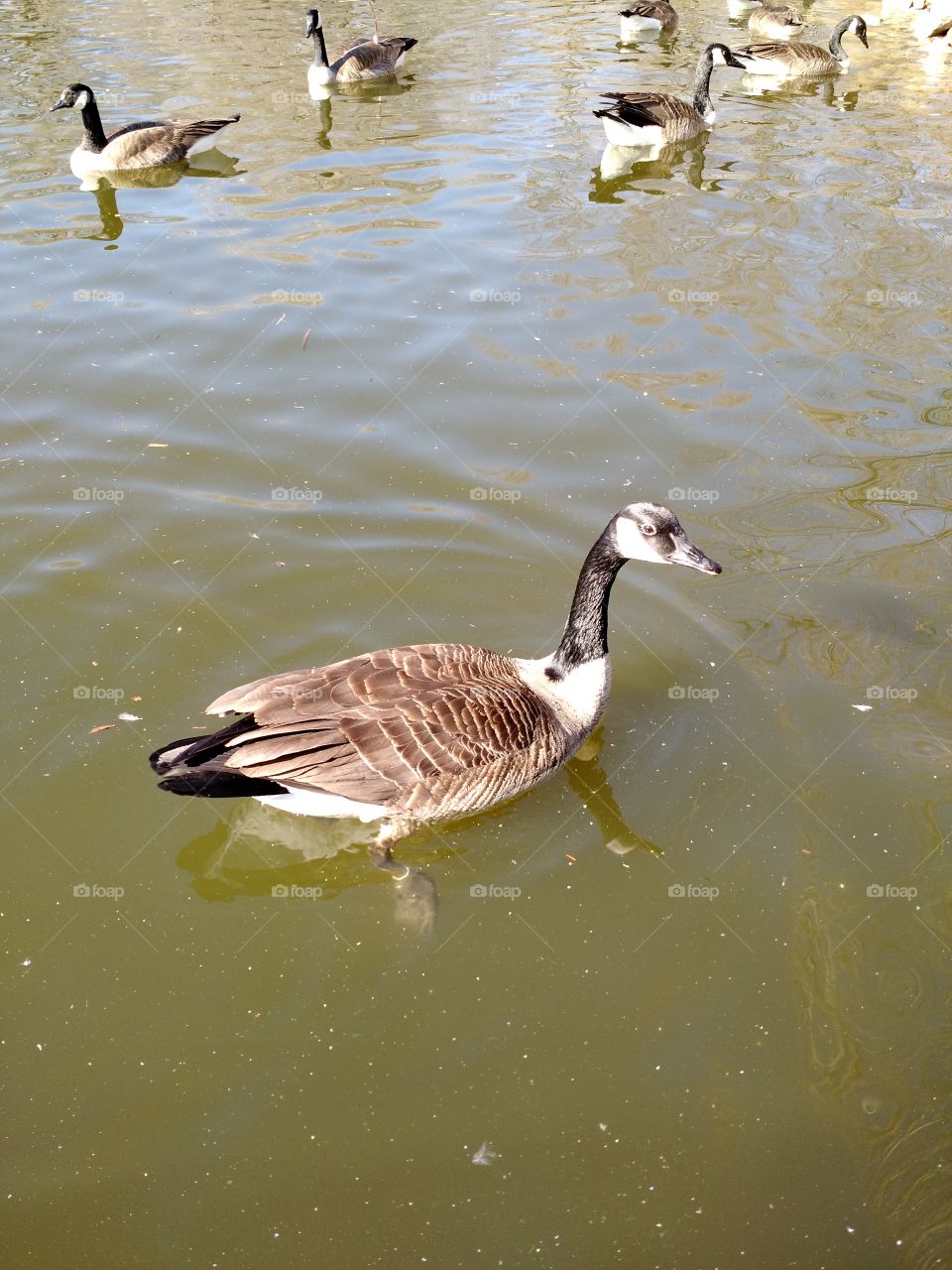 goose up close. swim away