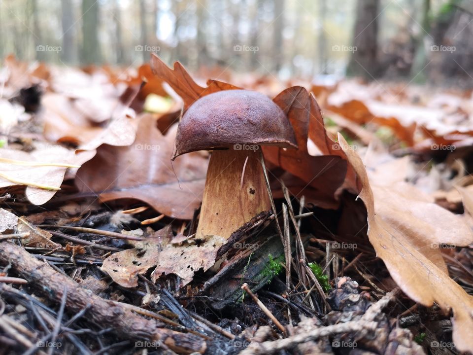 Mushroom in the autumn forest