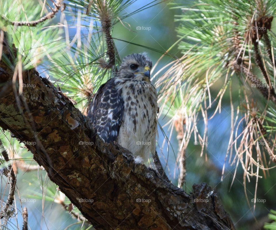 Captured this hawk hanging out in a tree watching her nest of youngsters