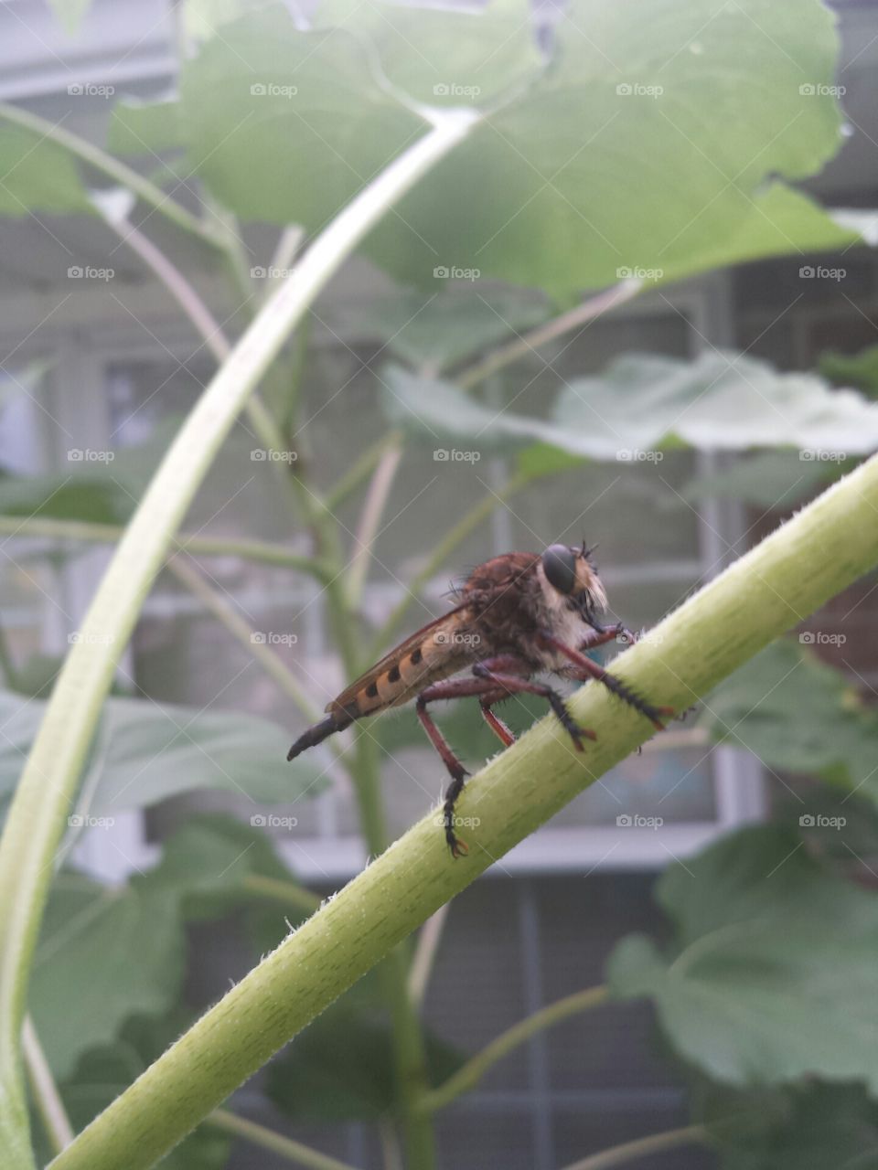 hornet robberfly