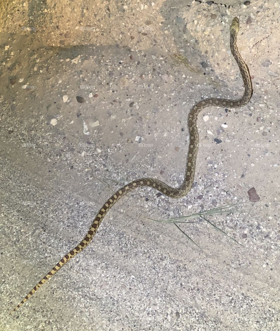 Gopher Snake crosses the road