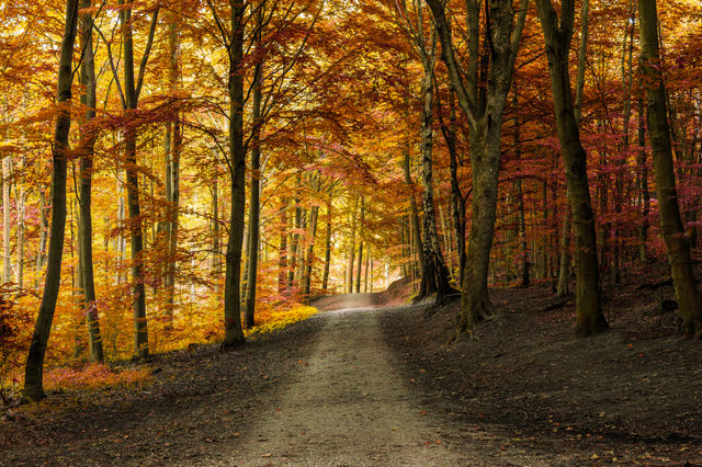 Fall, Wood, Leaf, Tree, Landscape