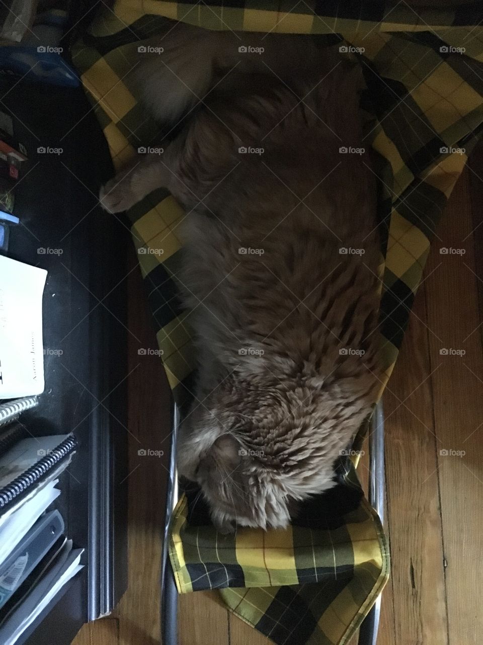 Tiny cat falls asleep 