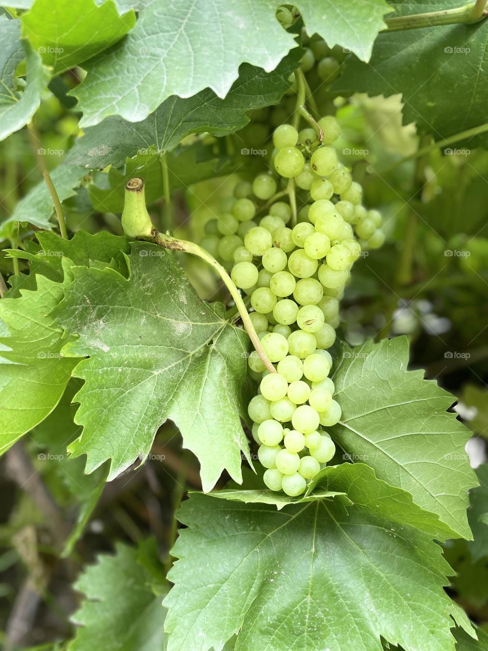 Himalayan grapes 