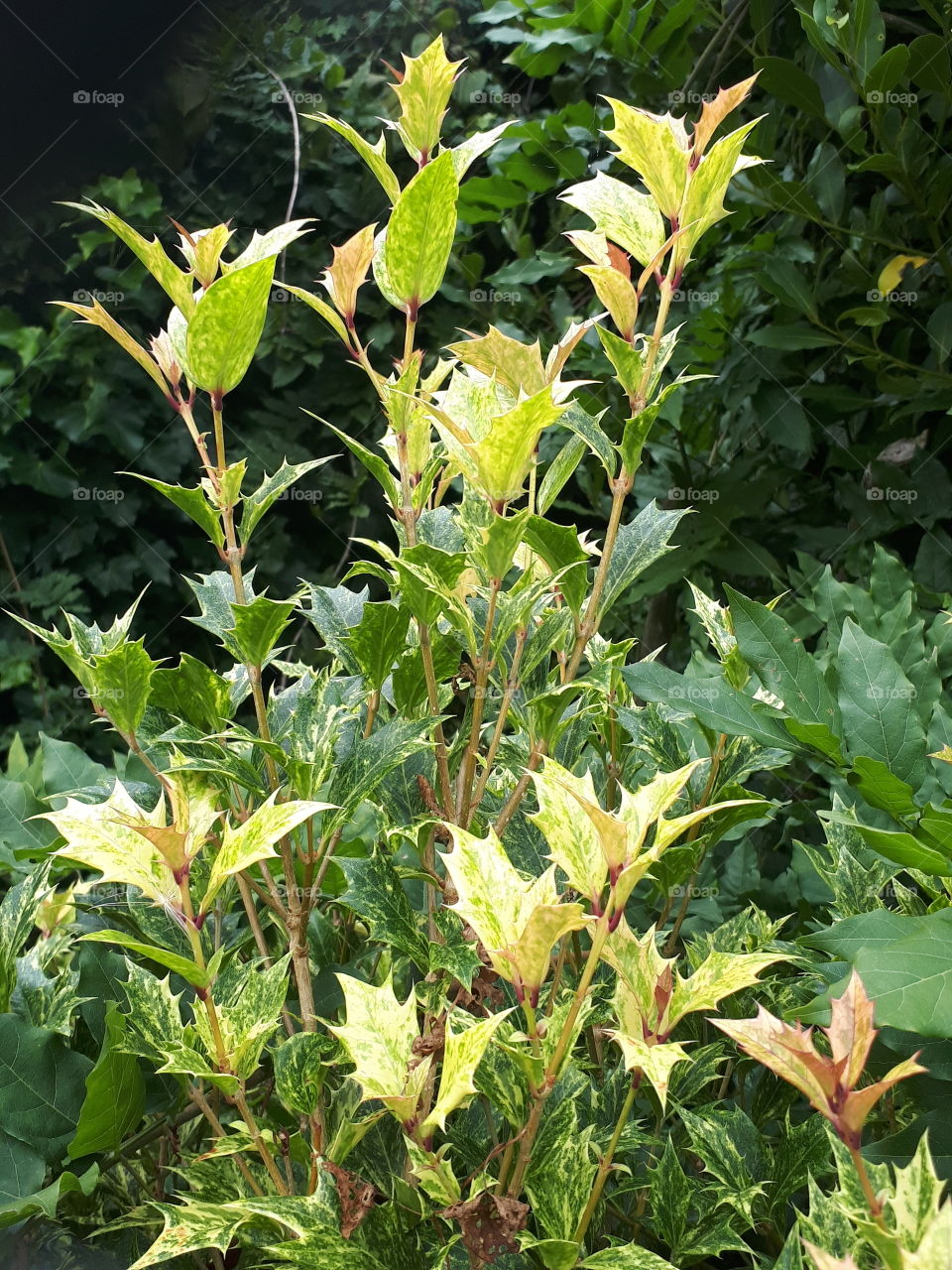 Leaf, Flora, Nature, No Person, Garden