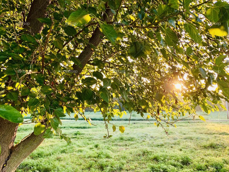 Sunlight illuminating the leaves of a large tree in a grassy field