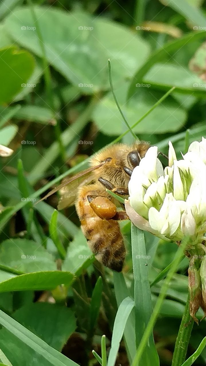 honey bee