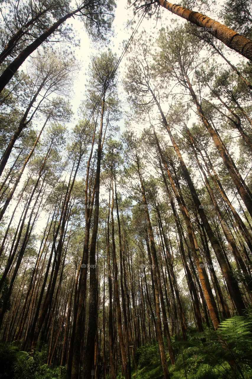 pine tree forest