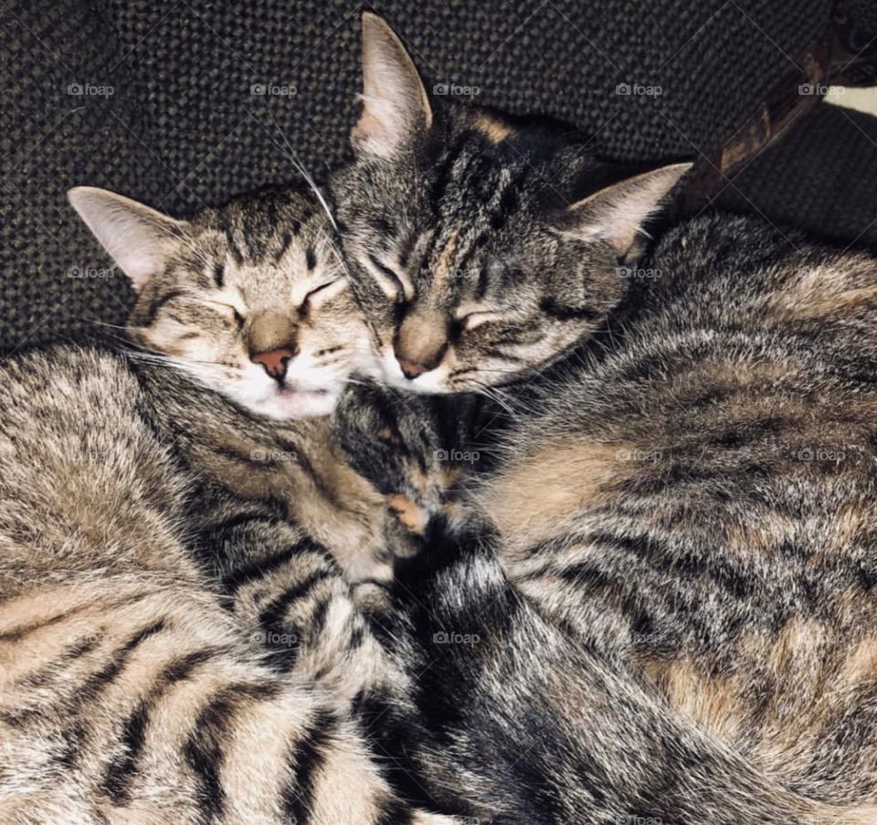 Sleepy Tiger Kitty Siblings