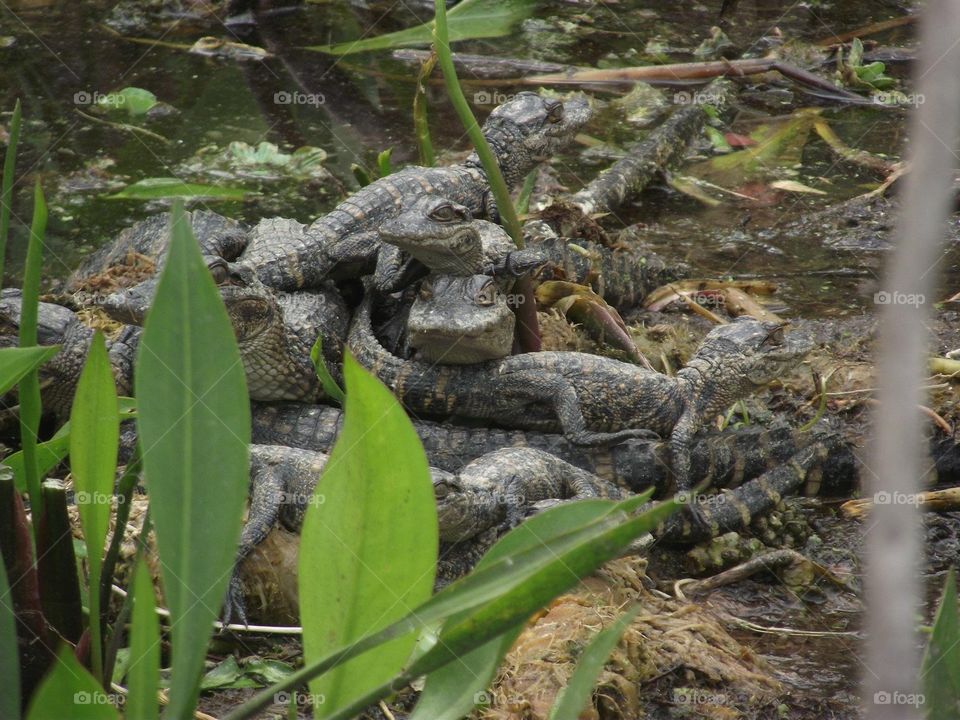 Baby Gator Pile. Pile of baby alligators in a Florida swamp