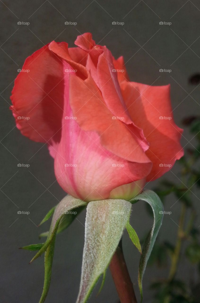 Peach Rose Bud
