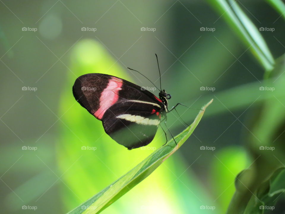 Butterfly on a grass blade.